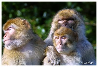 Barbary macaque