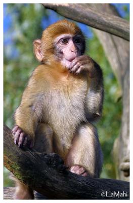 Barbary macaque