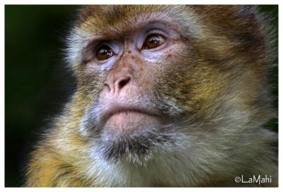 Barbary macaque