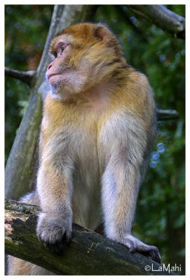Barbary macaque