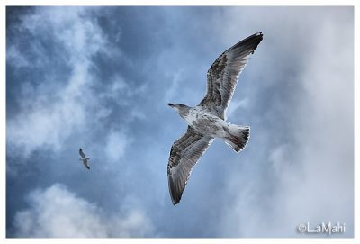 Seagull in flight