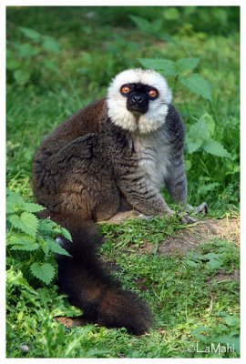 White fronted lemur