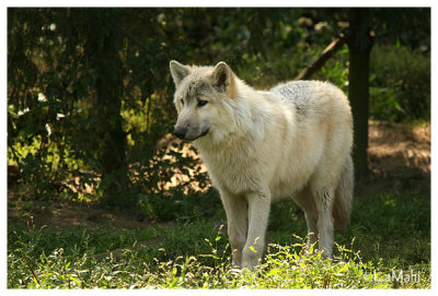 Artic wolf (juvenile)
