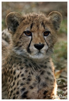 Cheetah cub