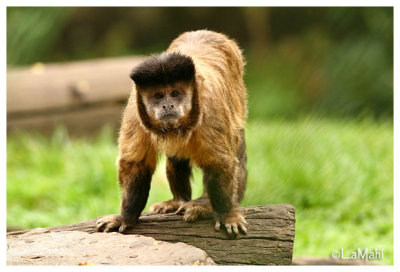 Brown capuchin