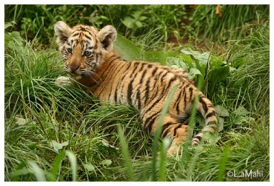 Amur tiger cub