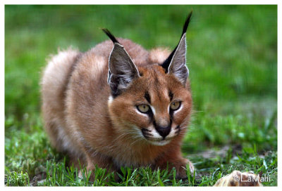 Caracal