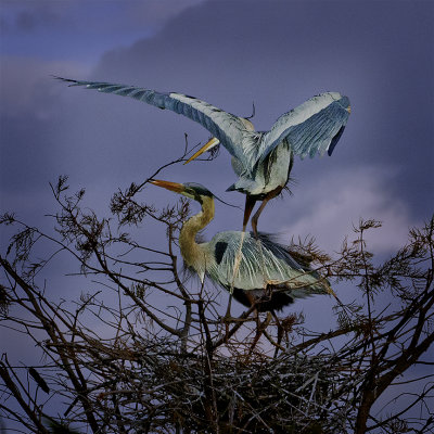 M peter newman mating herons.jpg