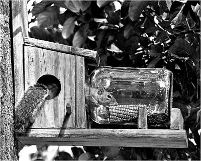 SI-S-Squirrel Snack 2-Cooper.jpg