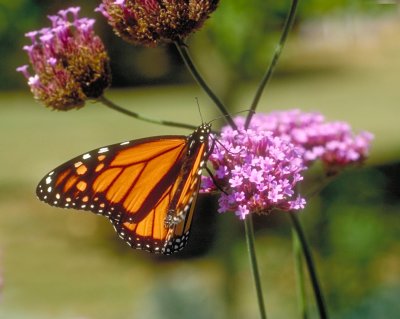 Butterfly_TimConway_old.jpg