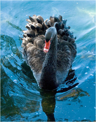 SI-B-Black Swan (Cygnus atratus)-Cooper.jpg