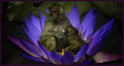 baboon bliss peter newman.jpg