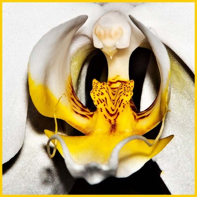 macro_peter_newman_orchid1.jpg