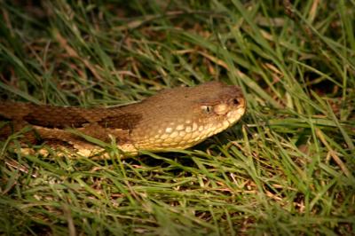 Copperhead