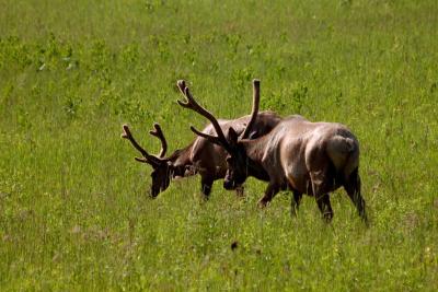 Elk