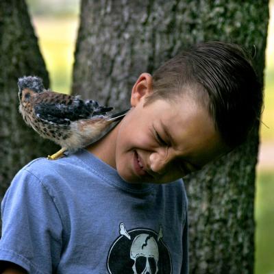 Baby Kestrel 1