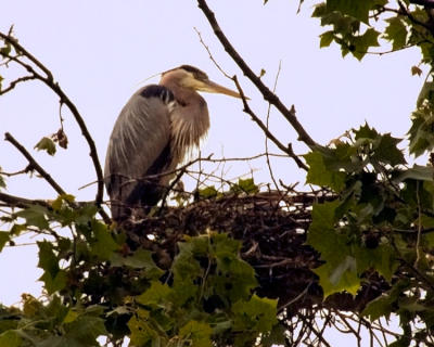 Nesting Heron
