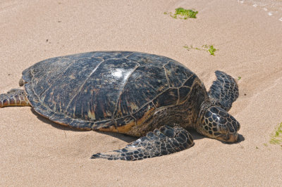 Snoozing Green Sea Turtle