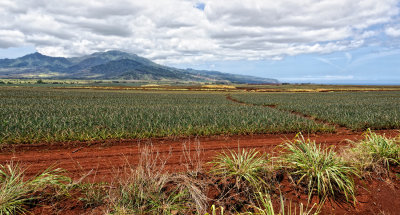 Dole Plantation Pineapple Farm (Wahiawa)