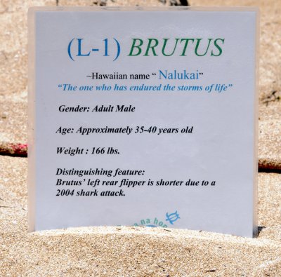 BRUTUS - Life History - Laniakea