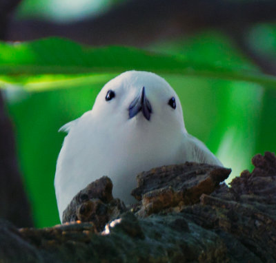 White Fairy Tern (Manu-o-ku)