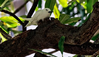 Nesting Tern (note the wide eye serene look)