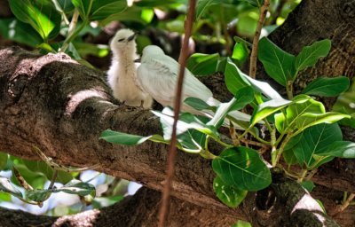 Adult preening a baby Tern in Banyan Tree