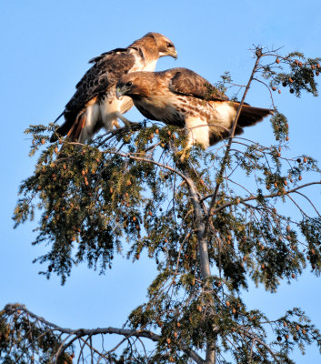 Pair of Red Tail Hawks