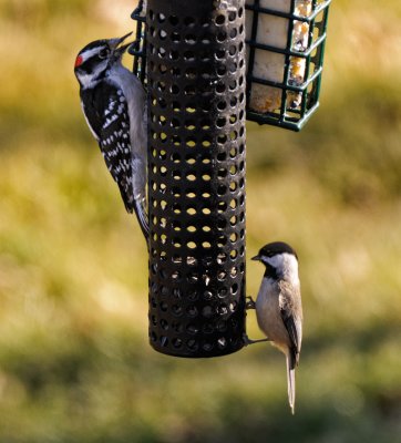 Black-capped Chickadee and Downy Woodpecker