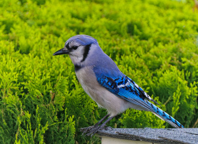 Blue Jay