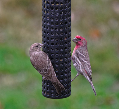 House Finches - male and female