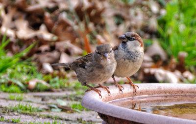 House Sparrows - male and female