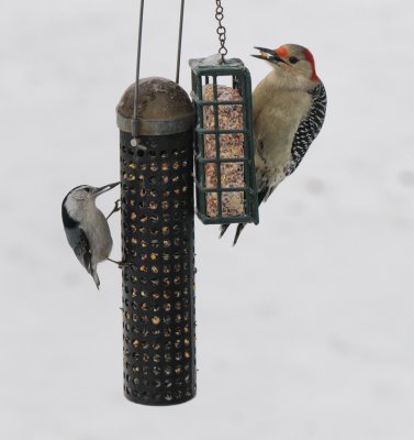 White-breasted Nuthatch and Red-bellied Woodpecker