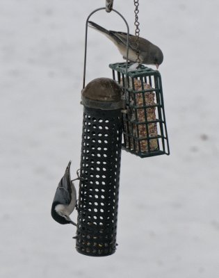 Dark-eyed Junco and White breasted Nuthatch