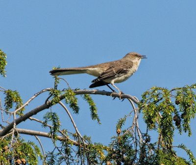 Northern Mockingbird