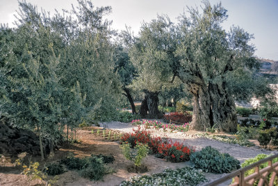 Garden of Gethsemane