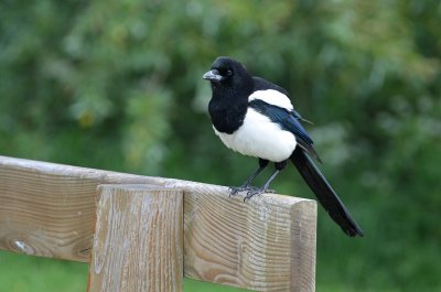 Magpie