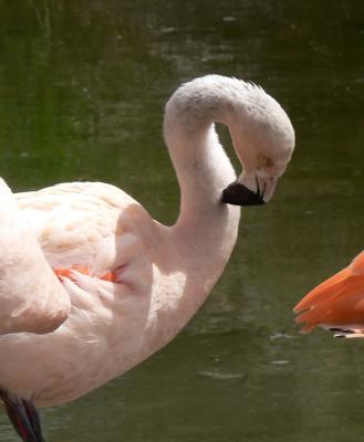 flamingo preening.jpg