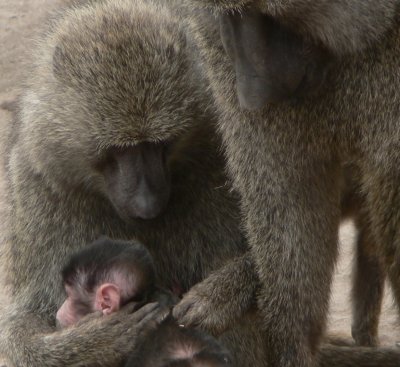 baboon family closeup