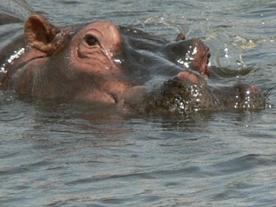 hippo splash