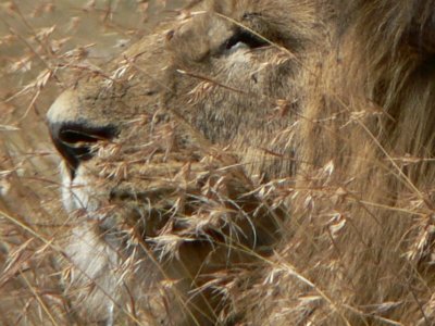 lion profile