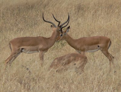 impala