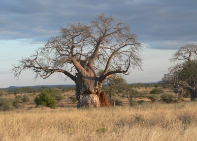 baobab and termite mound