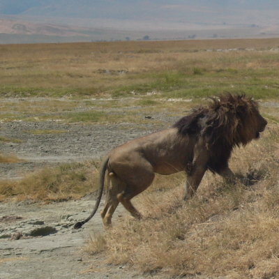 black-maned lion