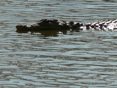 crocodile floating