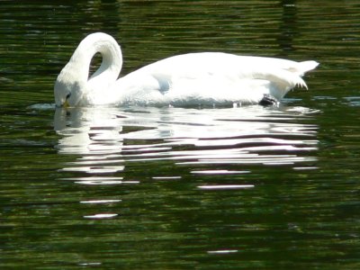 Swan in Regent's Park