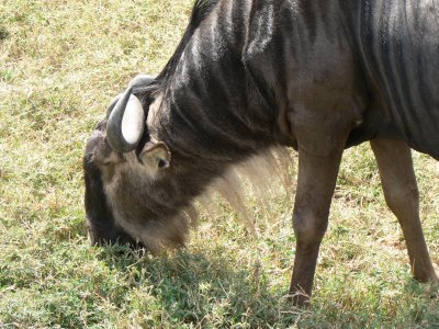 wildebeest browsing