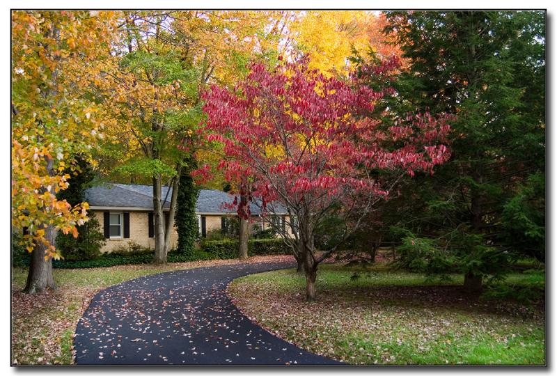 Fall Colors