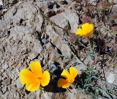 Monument Peak May 2006