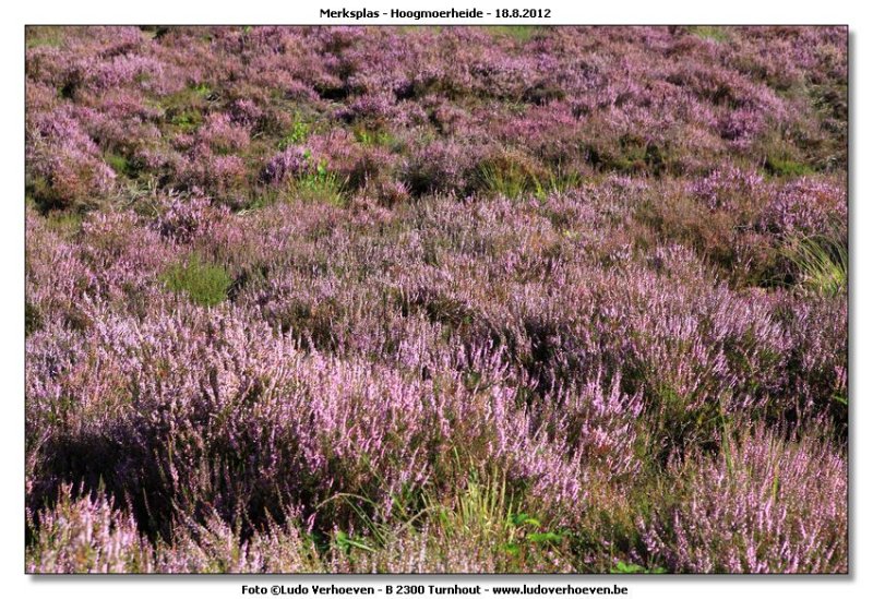 Hoogmoerheide Merksplas / Turnhout